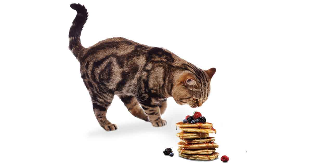 Can Cats Eat Pancakes