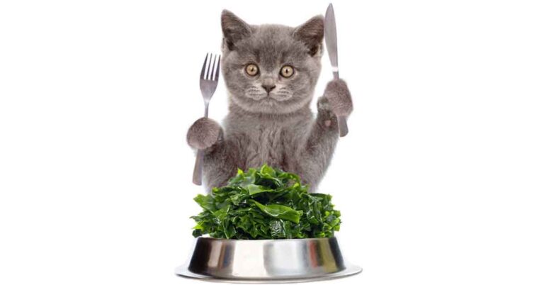 Can Cats Eat Seaweed