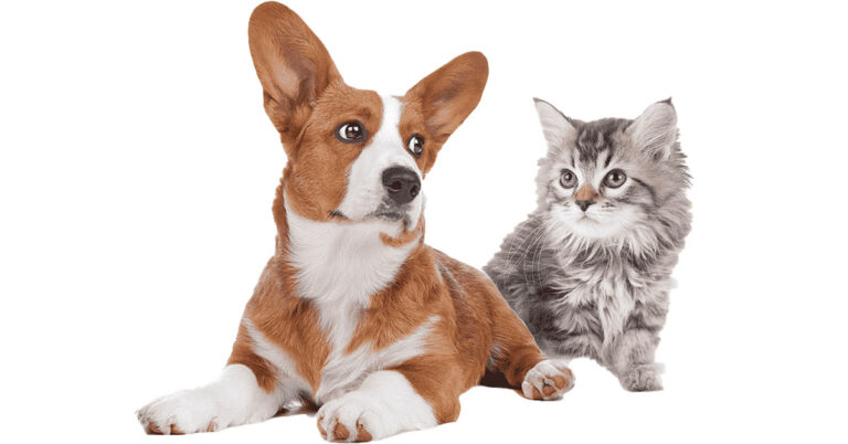 Are Corgis Good With Cats? 7 Reasons They’re Perfect Companions