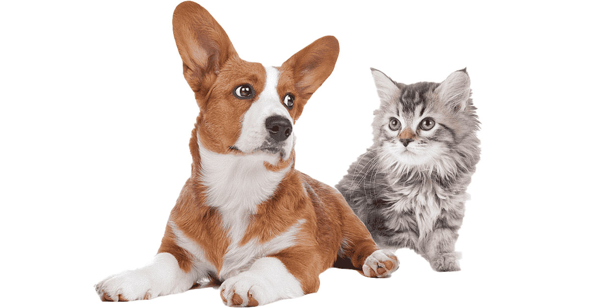 Are Corgis Good With Cats?