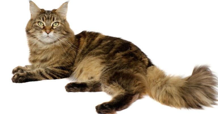 Are Maine Coon Cats Good Pets?