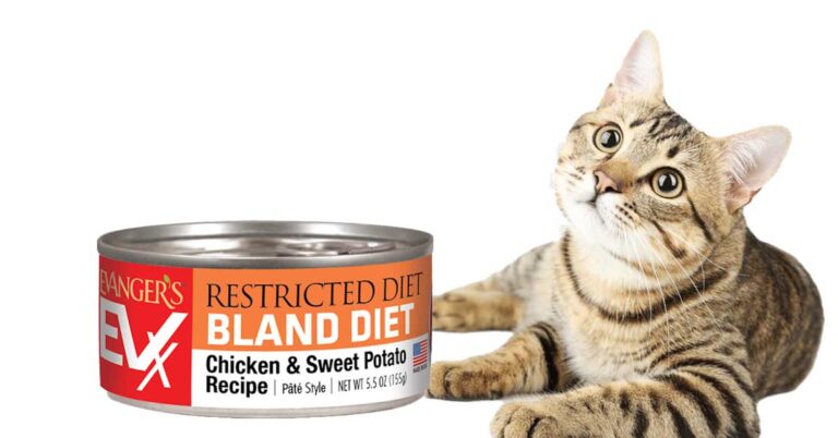 Bland Diet for Cats