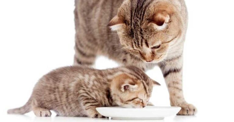 Can Adult Cats Eat Kitten Food