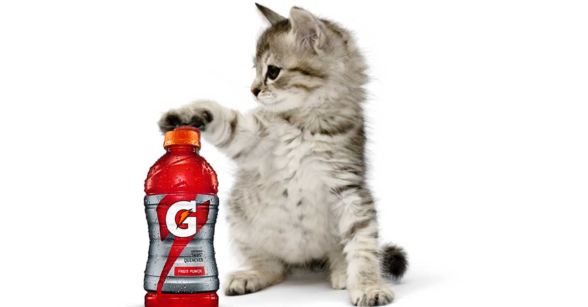 Can Cats Drink Gatorade