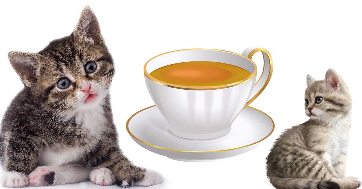 Can Cats Drink Tea