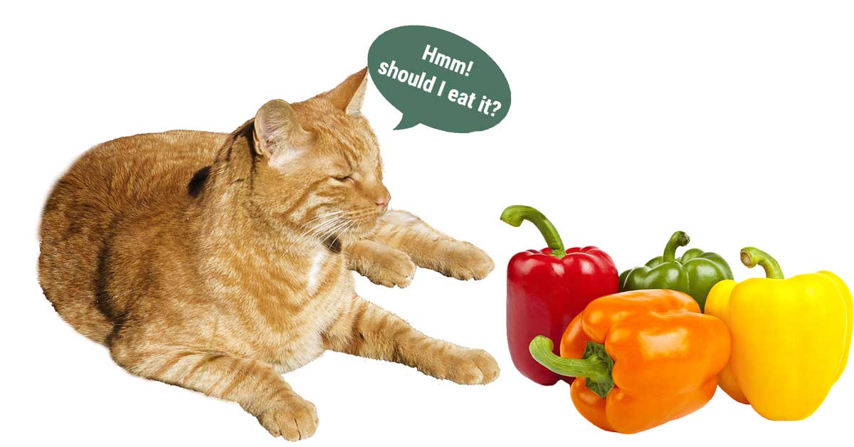 Can Cats Eat Bell Peppers
