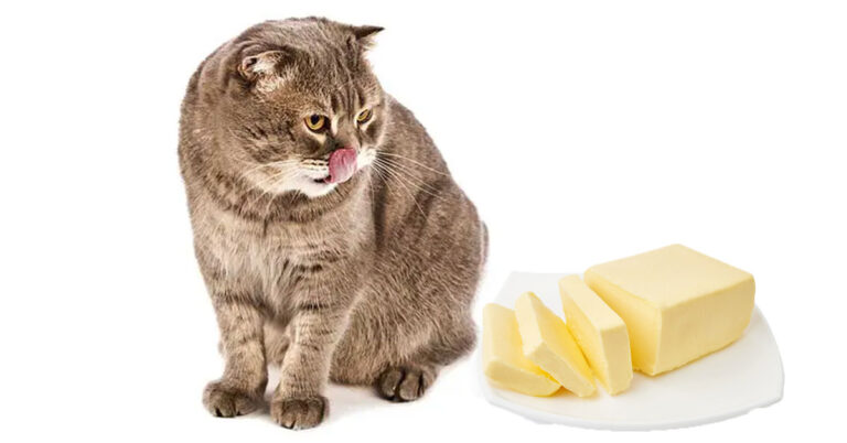 Can Cats Eat Butter?
