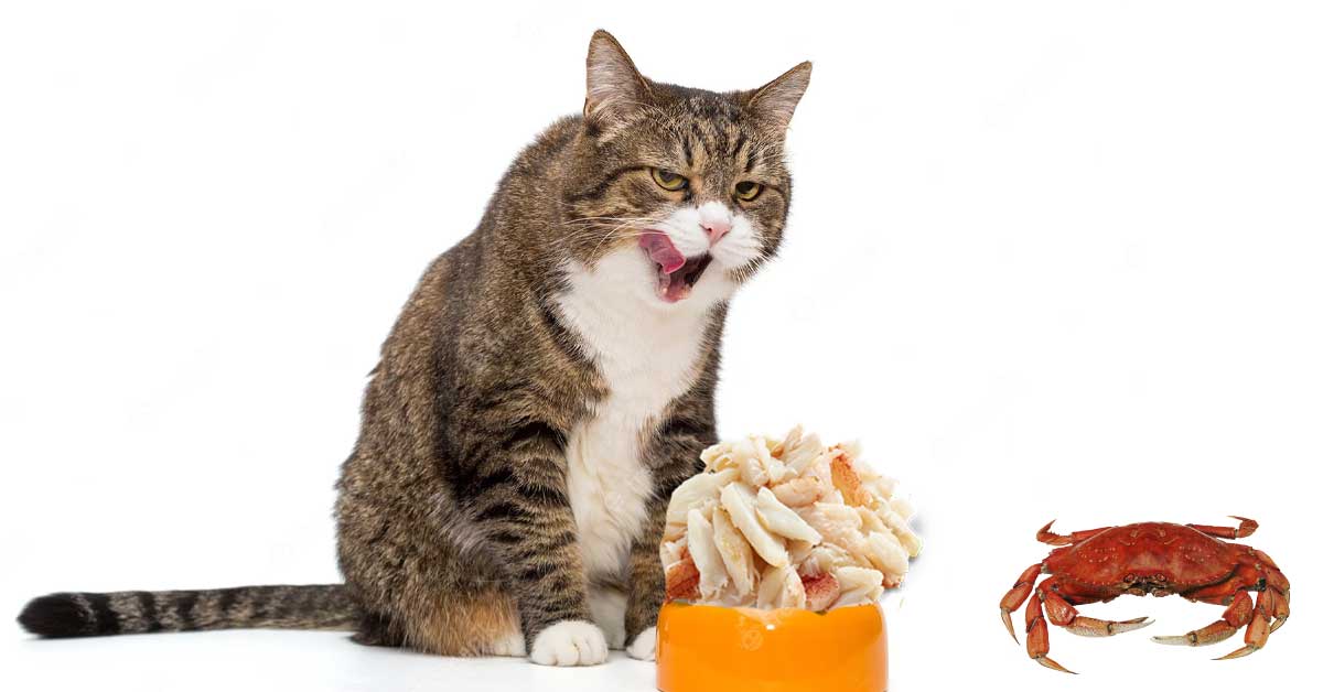 Can Cats Eat Crab Meat