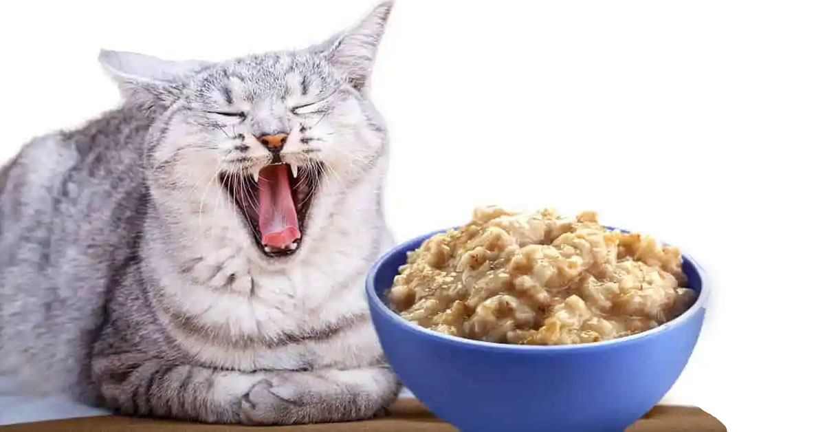 Can cats eat oatmeal