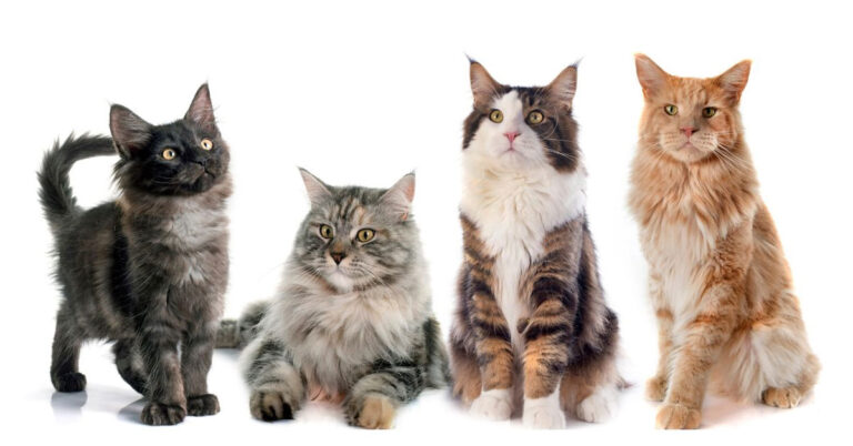What Color are Maine Coon Cats, Pattern & Statistics