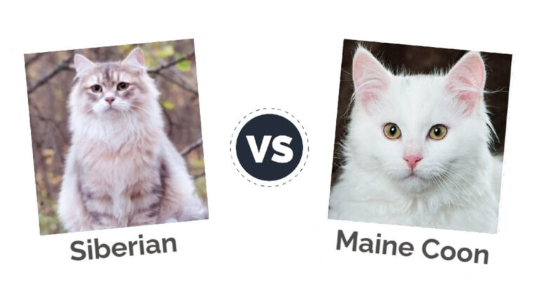 Siberian Cat vs Maine Coon