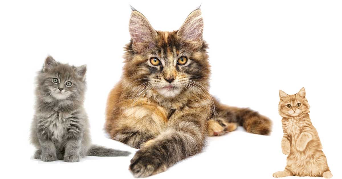 are maine coon cats mean