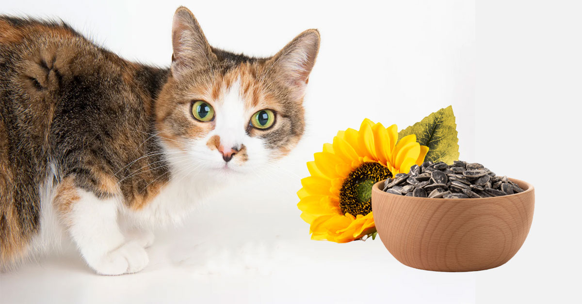 can cats eat sunflower seeds