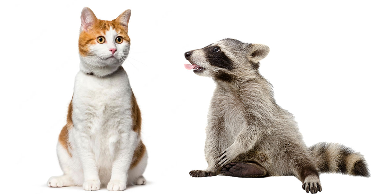 can cats get distemper from raccoons