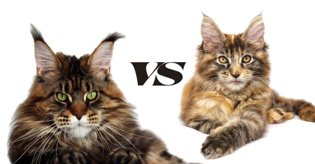 European Maine Coon vs American Maine Coon My Cats Need