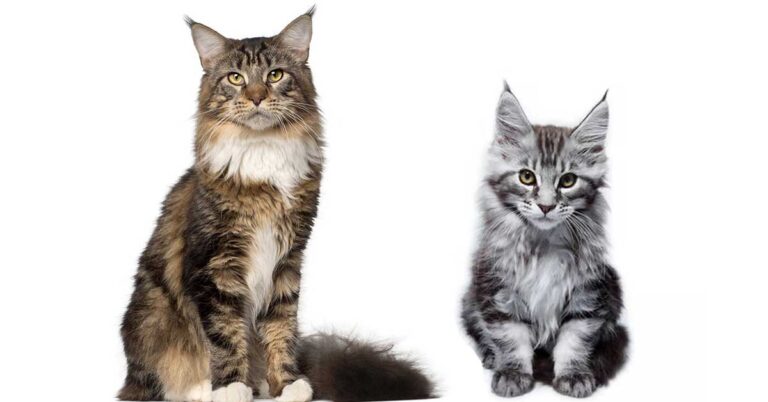 how big is a maine coon kitten