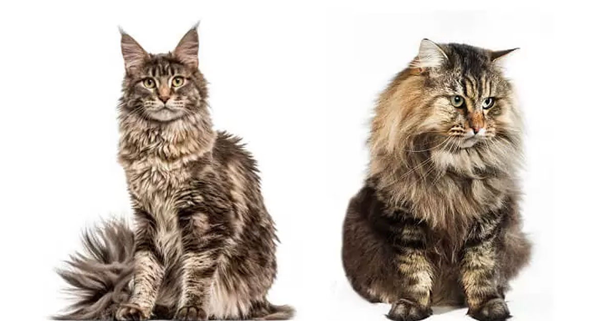 maine coon vs siberian