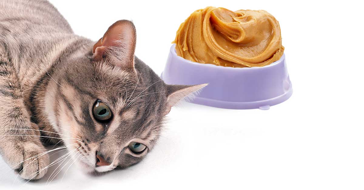 Can Cats Eat Almond Butter?