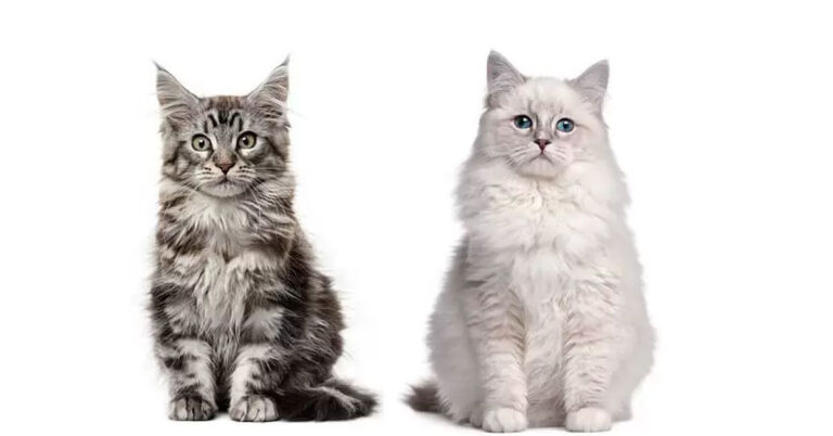 Introducing the Ragdoll Maine Coon Mix Kittens