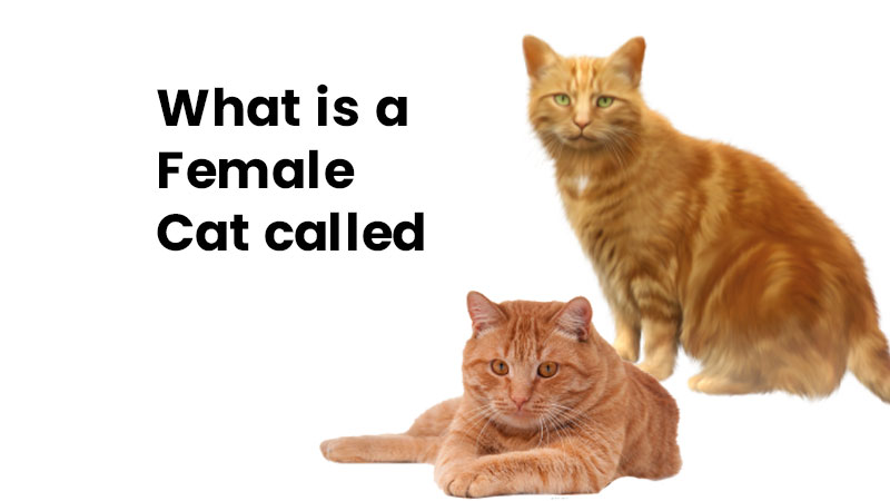 what is a female cat called