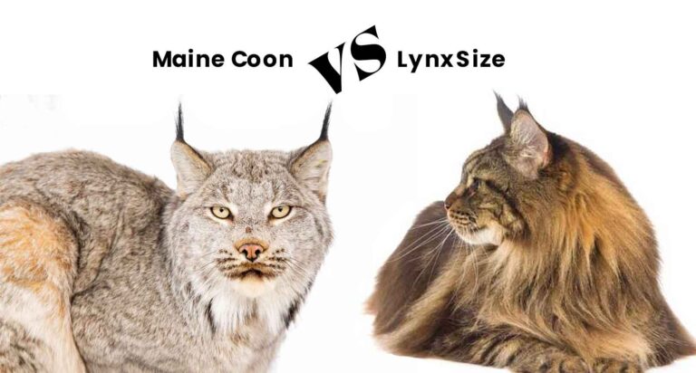Maine Coon vs Lynx Size