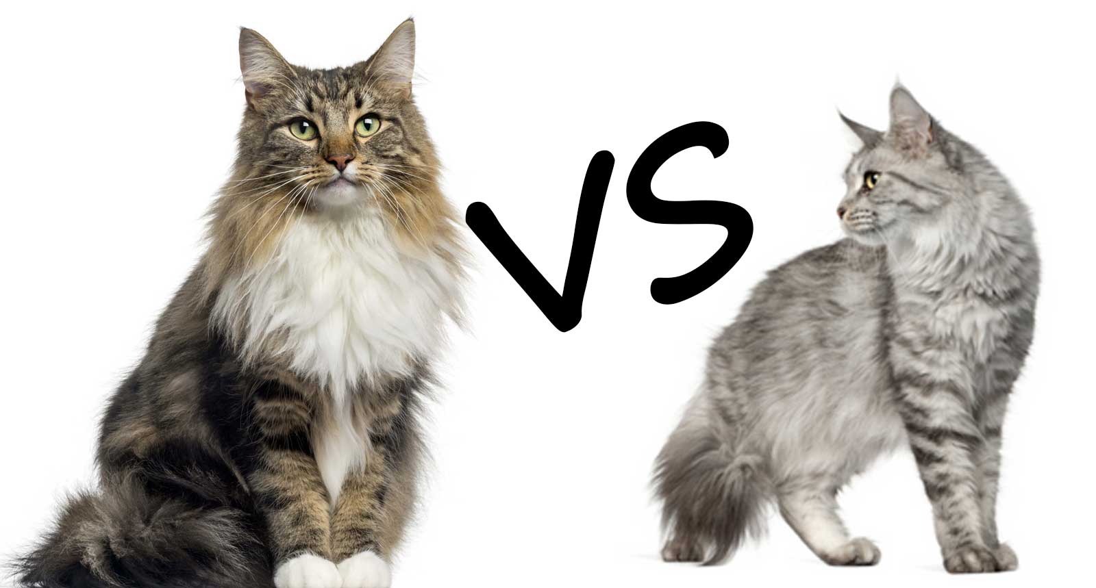 Norwegian forest cat vs Maine coon size