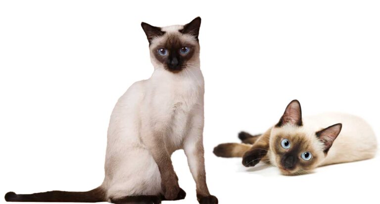 Are Siamese Cats Good Mousers?