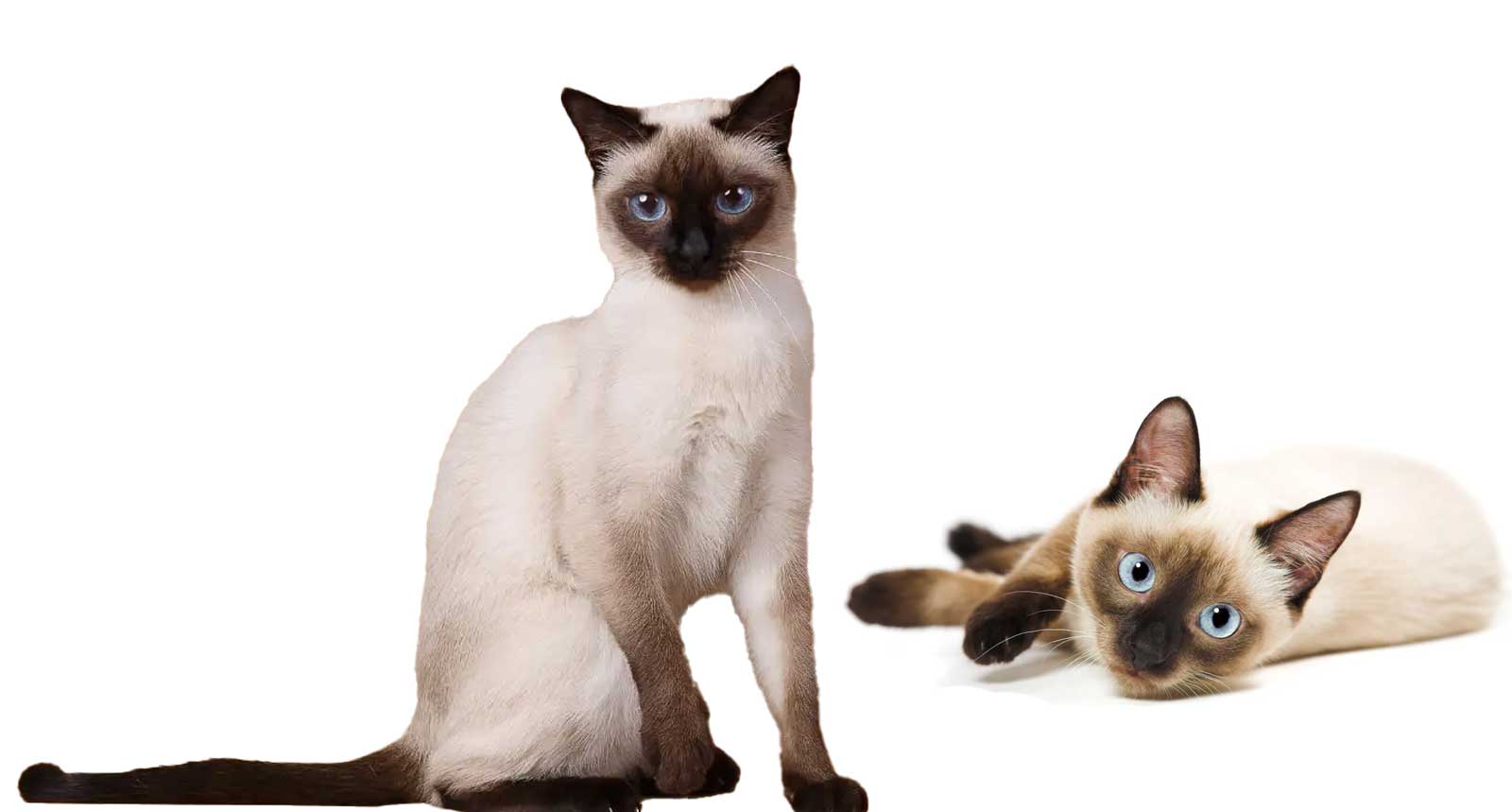 are siamese cats good mousers