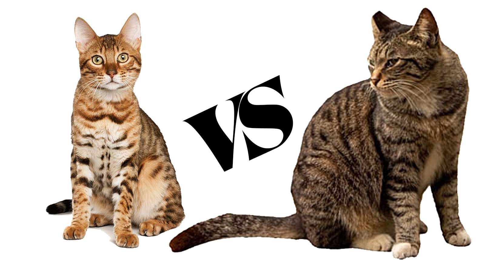 bengal cat vs tabby