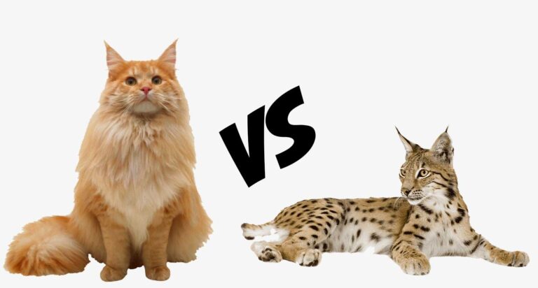Bobcat vs Maine Coon: Unveiling 8 Exciting Differences for Pet Enthusiasts