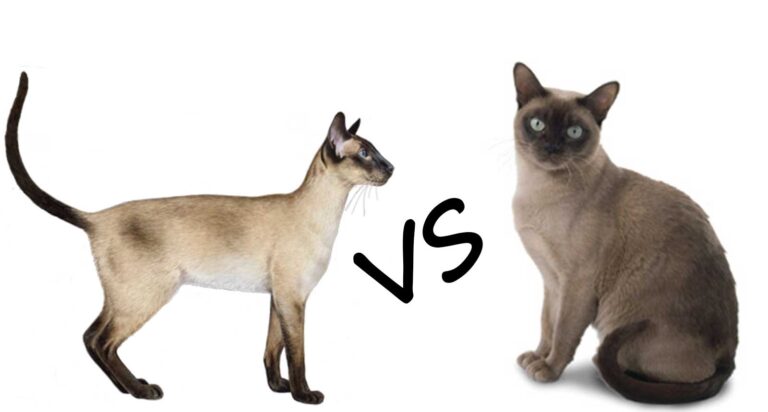 Tonkinese cat vs siamese