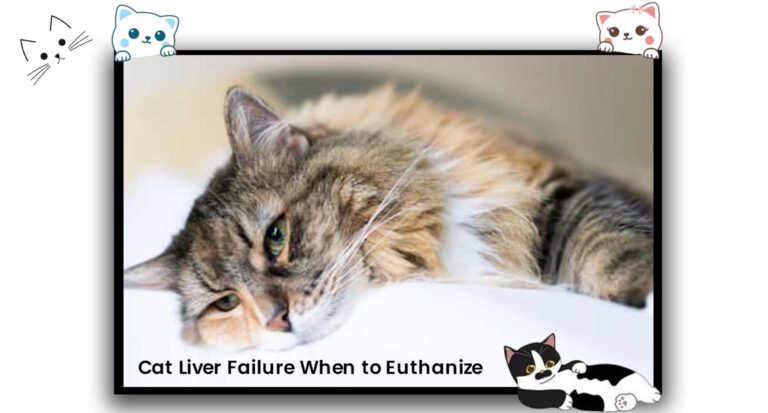 Cat Liver Failure When to Euthanize