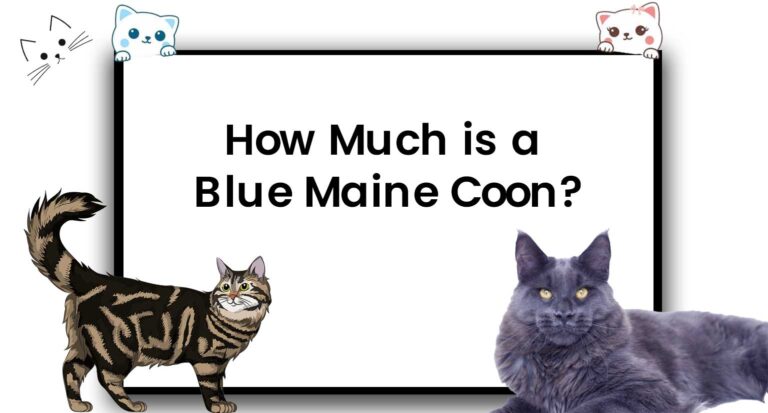 How much is a blue maine coon?