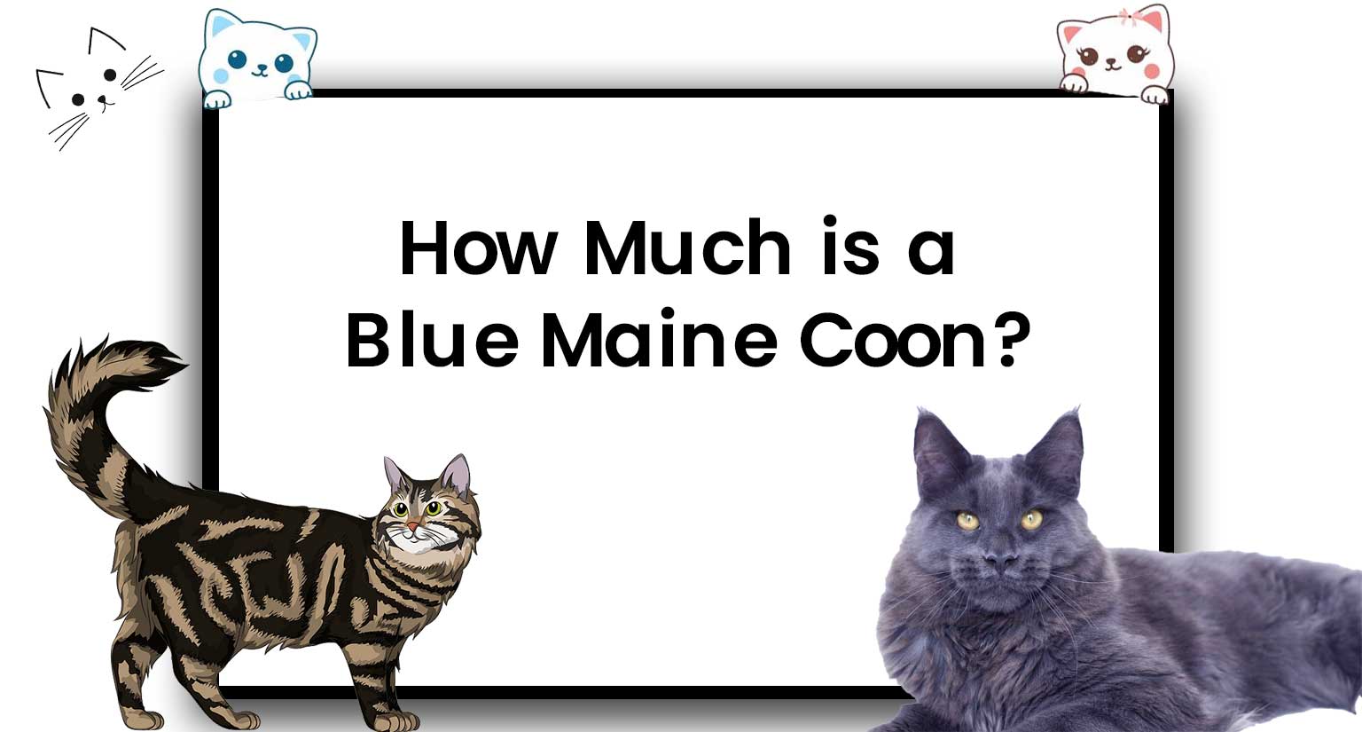 How much is a blue maine coon