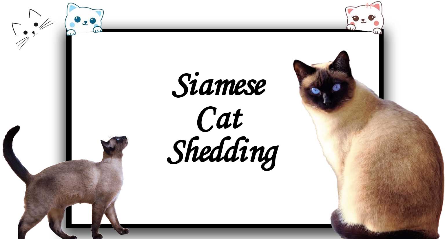 Siamese cat shedding