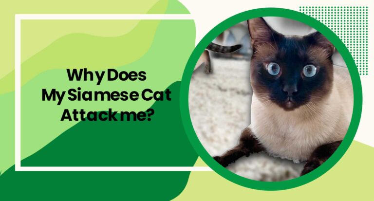 Why Does My Siamese Cat Attack me?