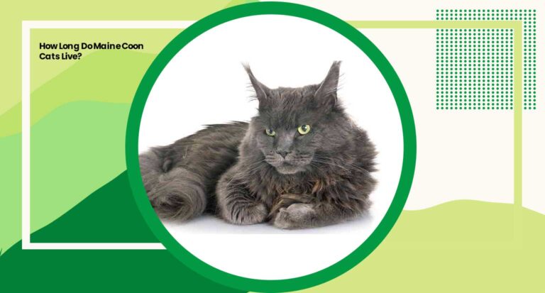 How Long Do Maine Coon Cats Live?