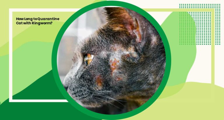 How Long to Quarantine Cat with Ringworm?