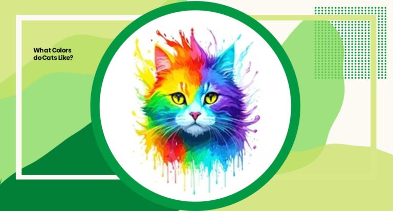 What Colors do Cats Like?