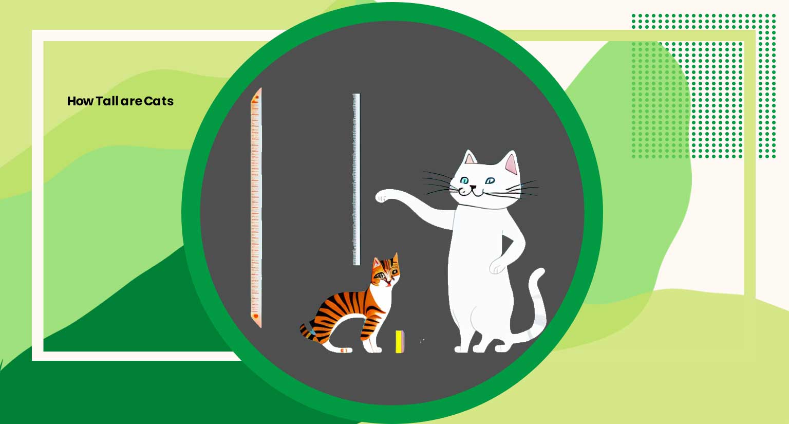 how tall are cats