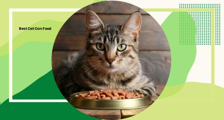 Best Cat Can Food 2024 Top Picks for Feline Nutrition and Flavor