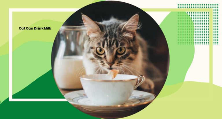 Cat Can Drink Milk 2024 A Comprehensive Guide and Key Considerations