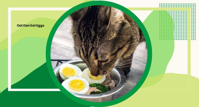 Cat Can Eat Eggs