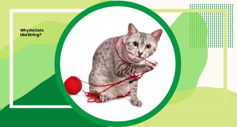 Why Do Cats Like String?