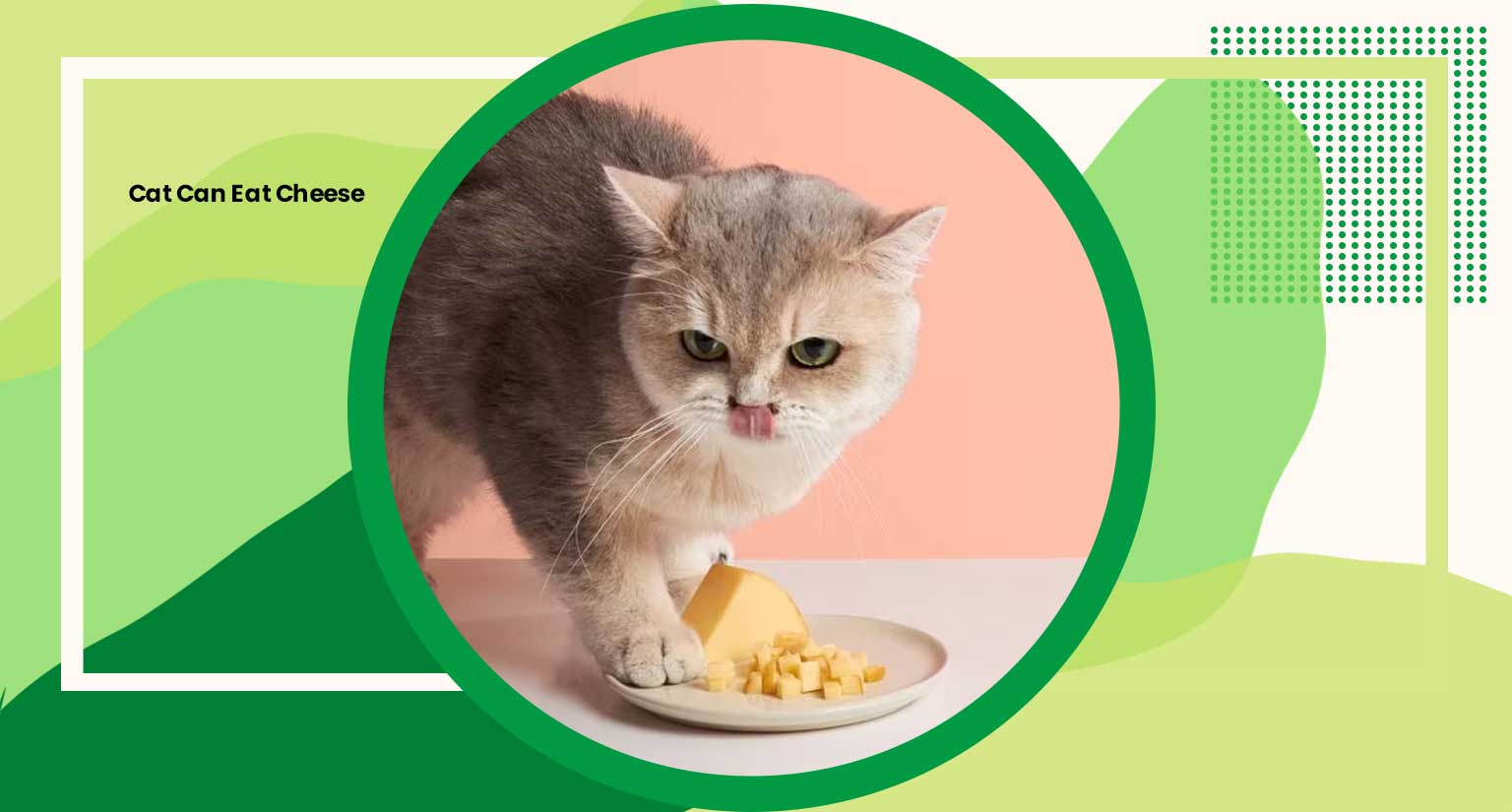 Cat Can Eat Cheese