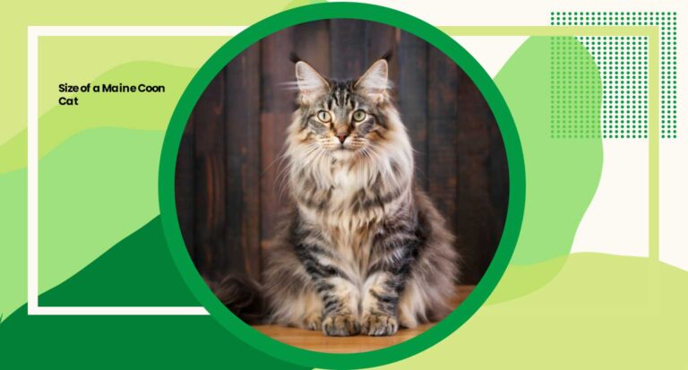 Size of a Maine Coon Cat: 04 Powerful Facts Revealing Feline Grandeur