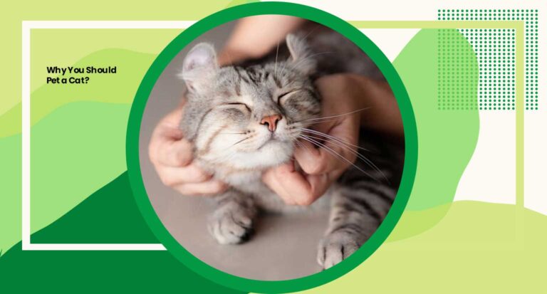 Why You Should Pet a Cat? Ultimate Well-being 6 Compelling Reasons