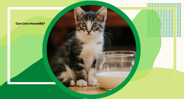 Can Cats Have Milk? Exploring 10 Surprising Benefits of Milk for Cats