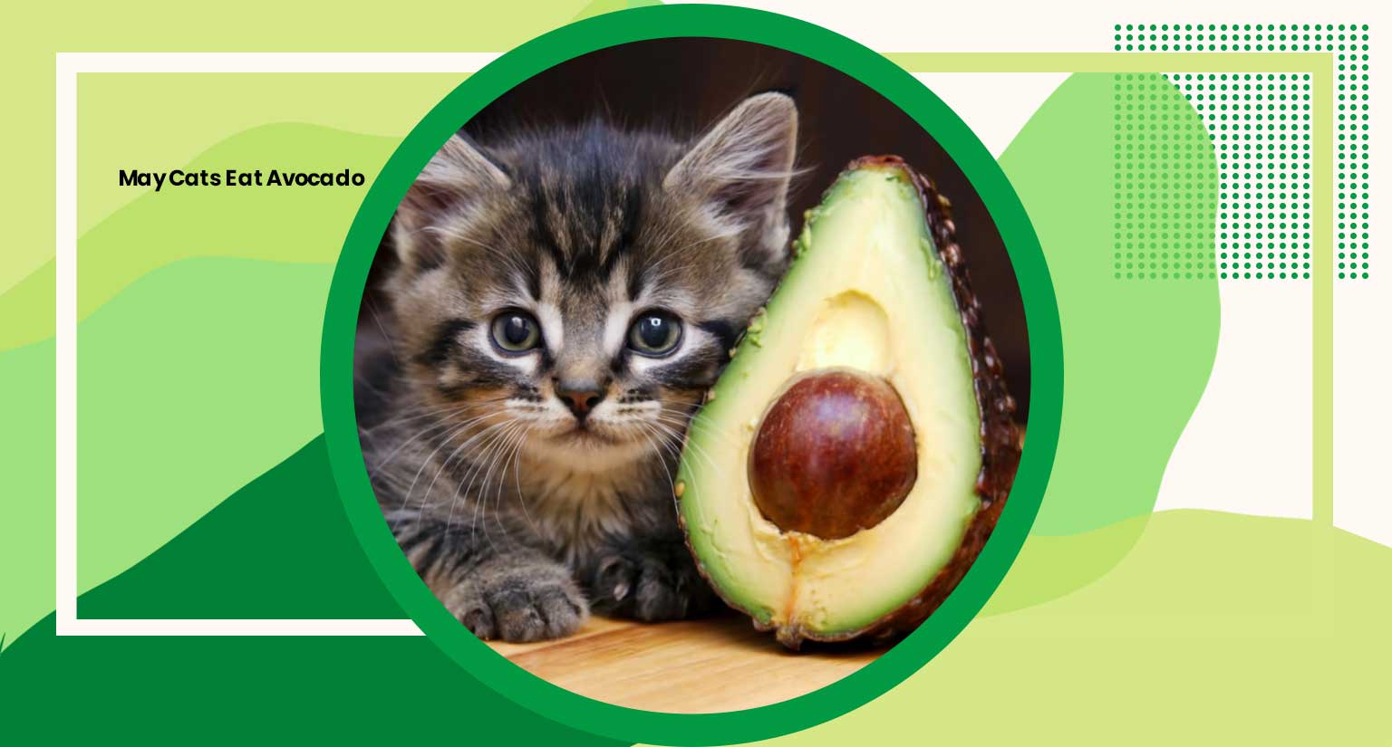 May Cats Eat Avocado