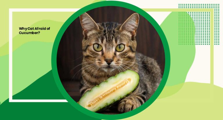 Why Cat Afraid of Cucumber? 5 Surprising Reasons Revealed